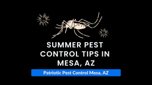 Summer Pest Control in Mesa AZ